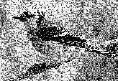 is a bird