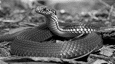 is a snake